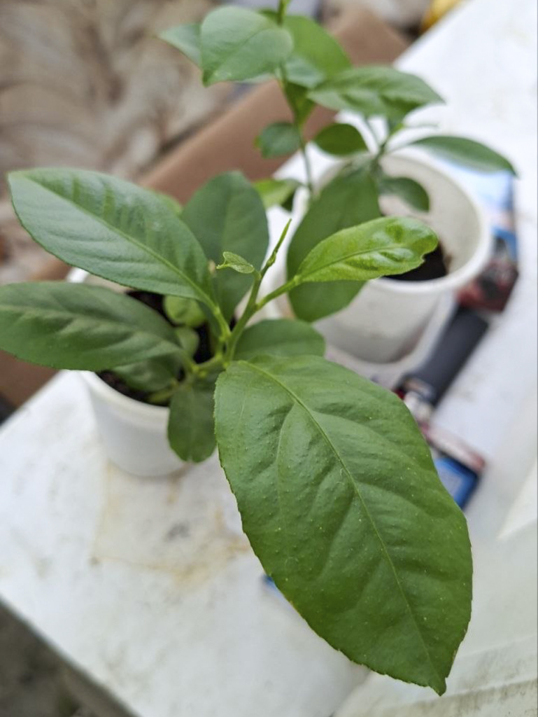 Лимоны у Алёны